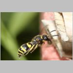 Ancistrocerus nigricornis - Lehmwespe 17c.jpg